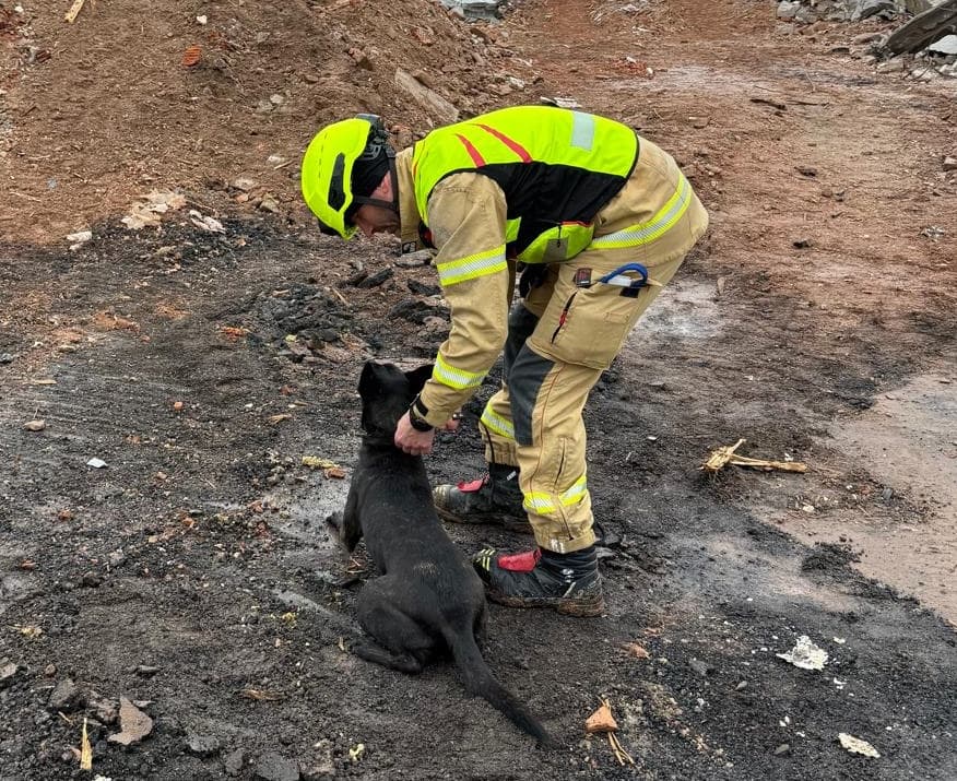 Spolupráce s týmem USAR: trénink záchranářských psů